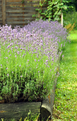 Härligt doftande lavendel lugnar irritation från insektsbett och solsveda