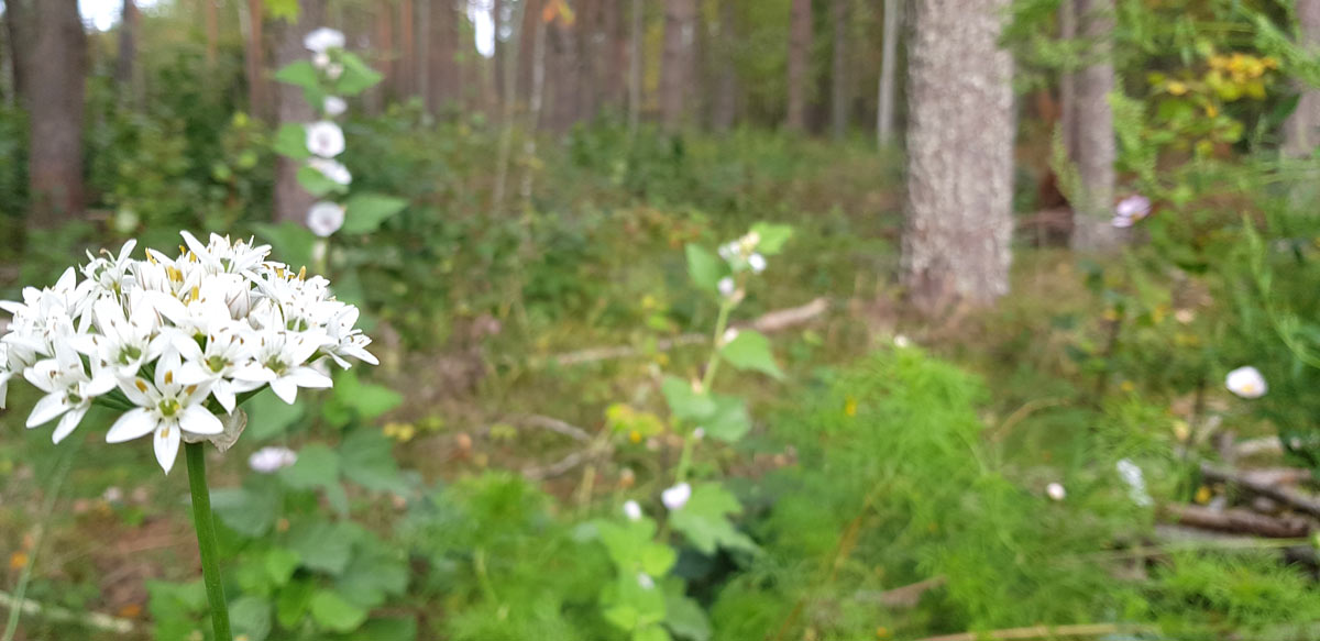 Kinesisk gräslök med sina vackra stjärnformade blommor