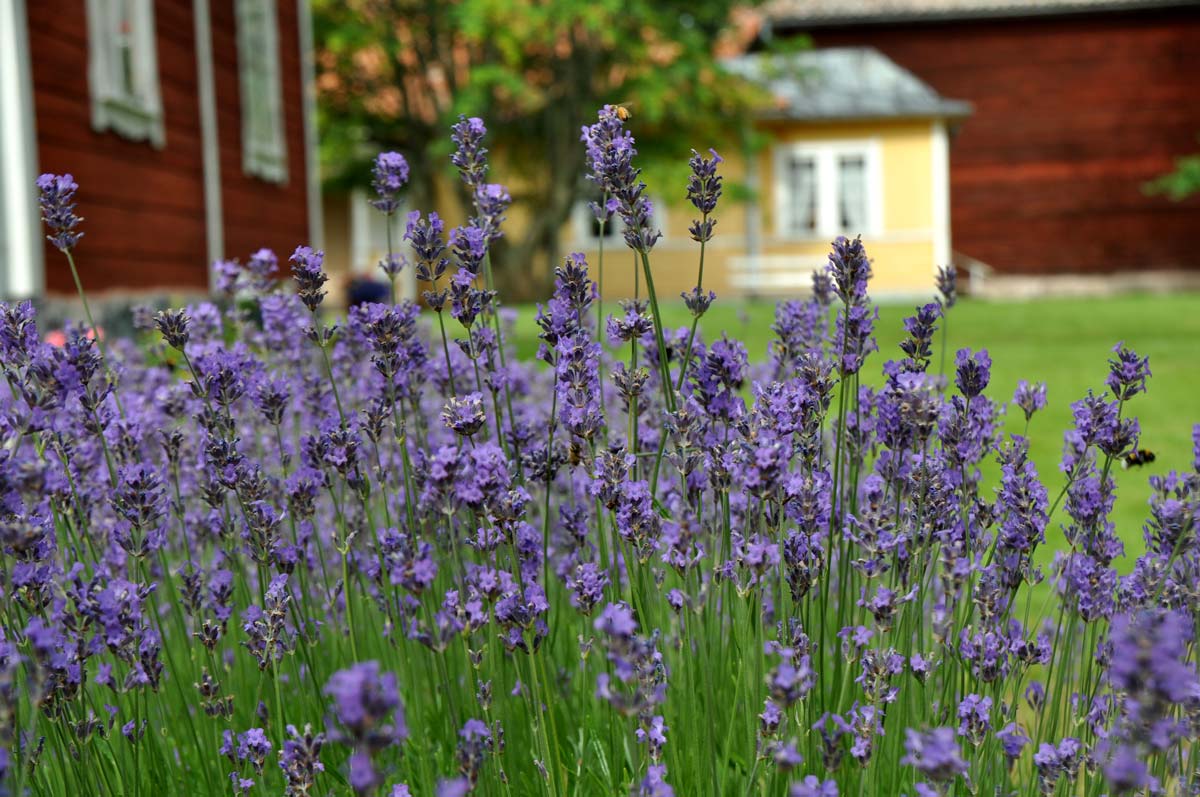 Lavendel i Medevi