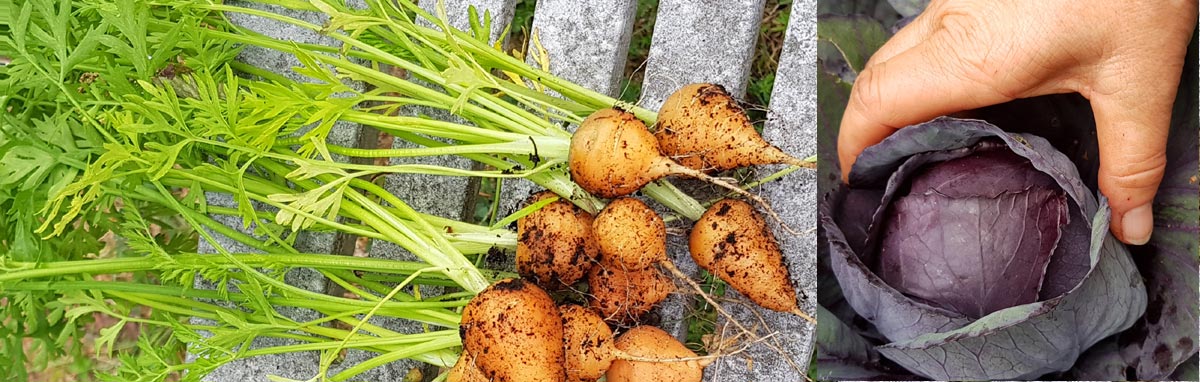 Vårda dina händer vid trädgårdsarbete. Medevi ekologiska hudvård.