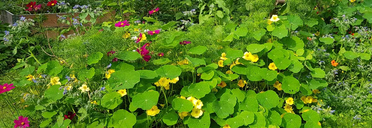 Det blommar för full i pappkartingodlingen med Rosenskära, gurkört, krasse mm