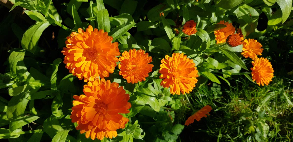 Ringblommor lättodlade glädjespridare